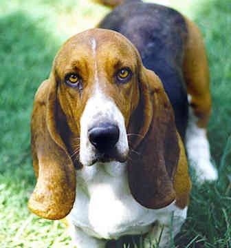 basset hound